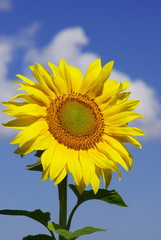 Naklejka premium sunflower