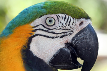 Macaw Parrot
