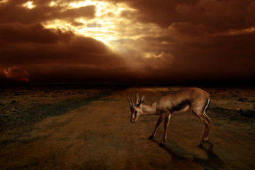 Nature wild