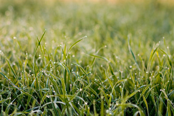 Grass Detail with Condensation