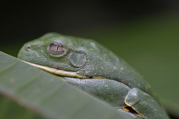 Mittelamerikanischer Laubfrosch