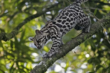 Foto op Canvas Ozelot in Costa Rica © Michael Stifter