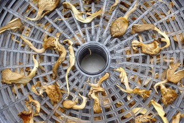 champignon sec dans la séchoir