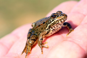 Obraz premium Common european frog