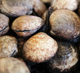 Muschel
