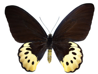insecte