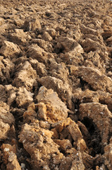 agriculture