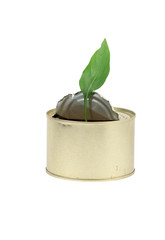 Green leaf inside opened can isolated on white background