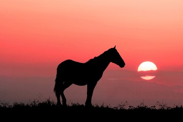 Fototapeta na wymiar wdzięku koń na tle nieba wieczornego