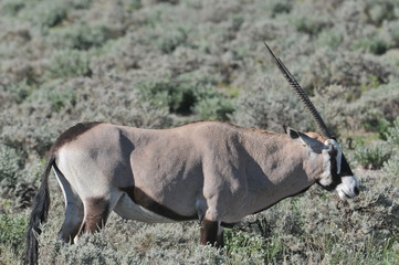 Oryx Antilope im Etosha Nationalpark