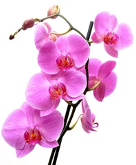 Gordijnen orchidee © muro
