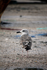 Juvenile gull