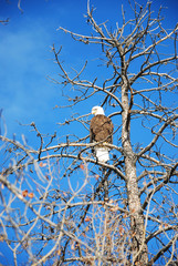 bald eagle