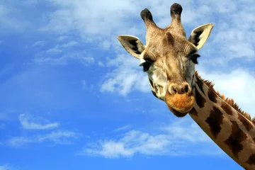 Foto auf Acrylglas Giraffe Wie geht& 39 s?