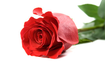 Fototapeta premium red rose