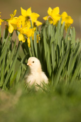Baby chick and daffodils