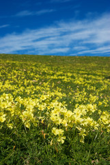 meadow of yellow clover in flower