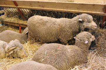 Fototapeta premium Moutons
