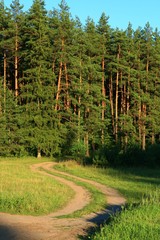 Rural road entering the forest.
