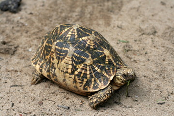 Box Turtle (Testudo species) having lunch.