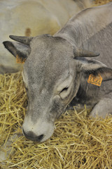 Fototapeta premium Veau