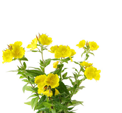 Sundrop Flowers