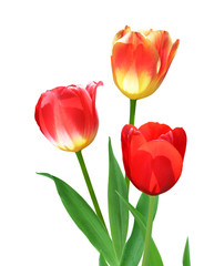 Three Tulips