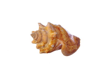 seashell on white
