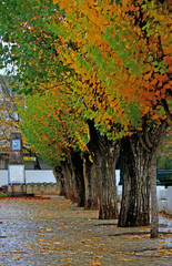 Fototapeta na wymiar Garden with aligned trees