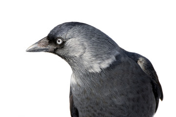 a curious gray jackdaw