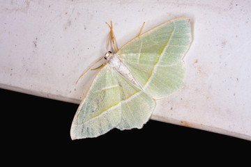 Small green moth