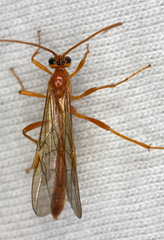 Ichneumon wasp