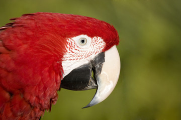 Red macaw portrait