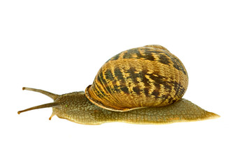 Clsoe up of Burgundy (Roman) snail isolated on white background