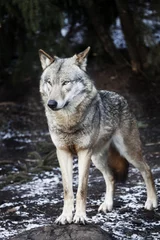 Papier Peint photo Loup wolf
