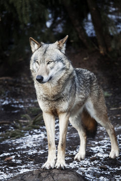 wolf