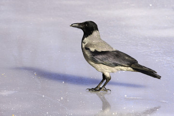 Hooded Crow.