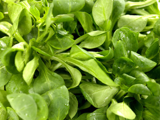 Feldsalat - close up