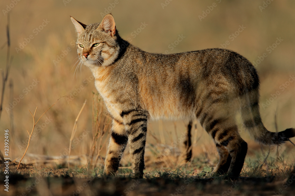 Wall mural an african wild cat (felis silvestris lybica), south africa