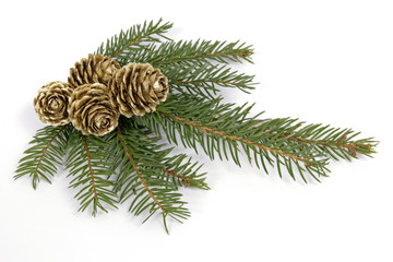 Green, spruce twig with around four golden cones