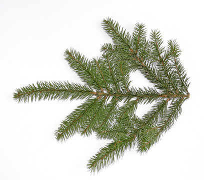 Green spruce twig on the white background