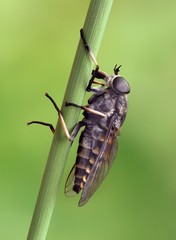 Tabanus sudeticus