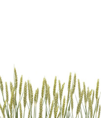 Weizen&auml;hren auf Weiss