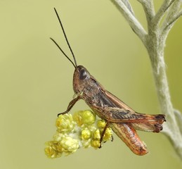 grasshopper