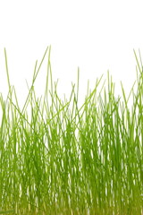 Obraz premium grass