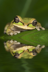 Obraz premium Smilisca phaeota frog from Costa Rica