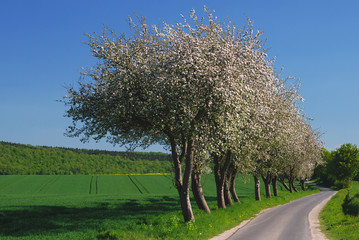 Apfelb&auml;ume im Mai