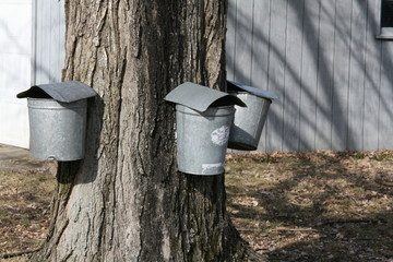 Maple Sugaring - Sap Buckets on Tree