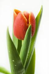 Freshly cut flowers