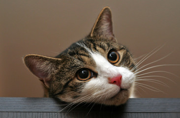 Katze